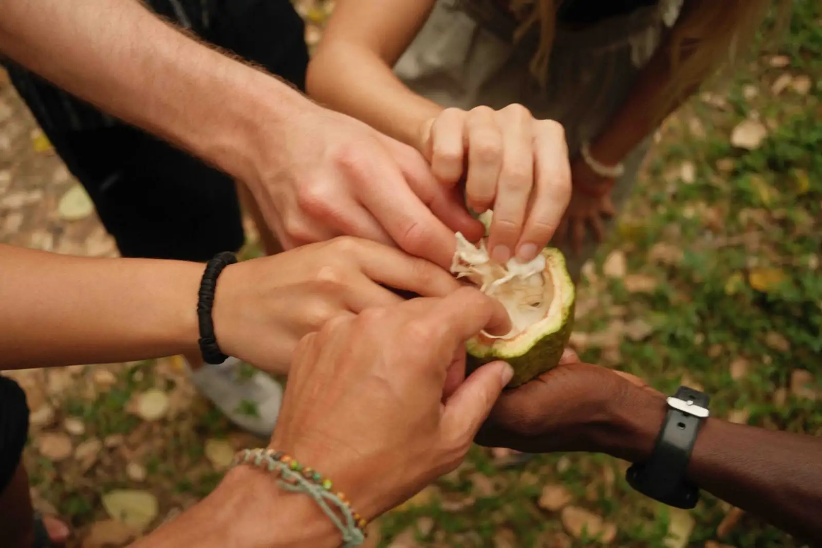 Hands from several people gathered around a freshly opened green fruit, its white pulp showing.